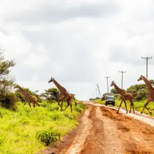 Kenya Safari - 5 Nights 6 Days (Nairobi, Amboseli, Naivasha, Mara)