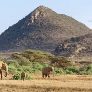 Kenya Safari - 6 Nights 7 Days (Nairobi, Samburu, Amboseli)
