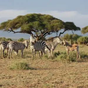 Kenya Safari - 2 Nights 3 Days (Enkorok Mara)