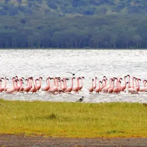 Kenya Safari & Beach - 9 Nights 10 Days (Nairobi, Naivasha, Nakuru, Mara, Mombasa)